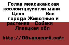 Голая мексиканская ксолоитцкуинтли мини › Цена ­ 20 000 - Все города Животные и растения » Собаки   . Липецкая обл.
